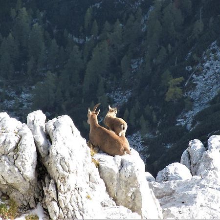 Holiday Home Julian Alps โบเว็ก ภายนอก รูปภาพ